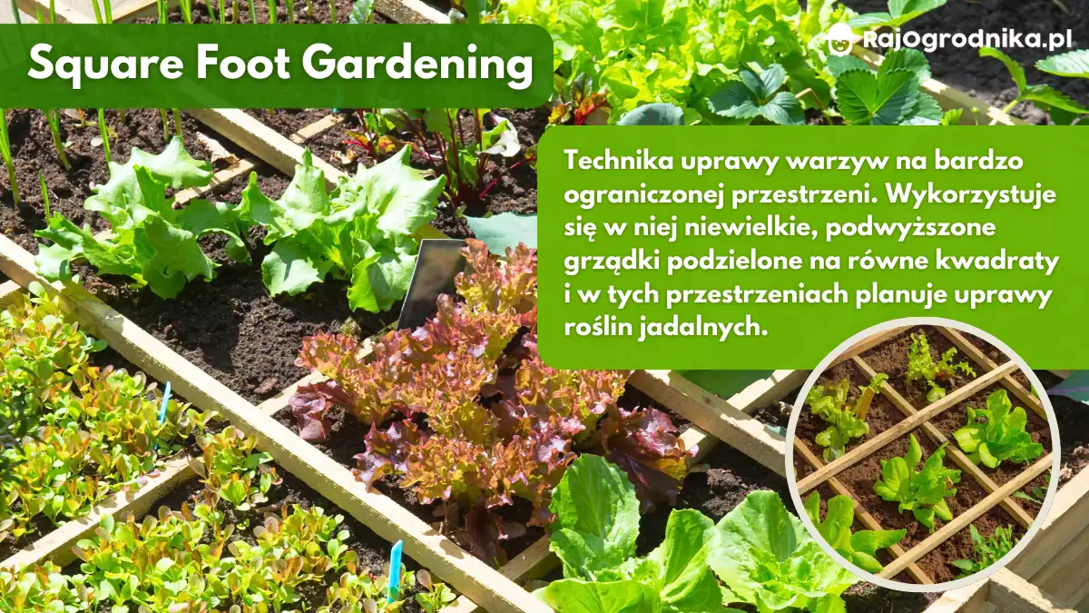 Ogród-w-kwadratach-jak-sadzić-warzywa-blog-rajogrodnika